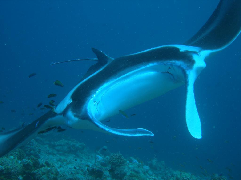 Whale Shark Inn Maamigili Island Exterior photo