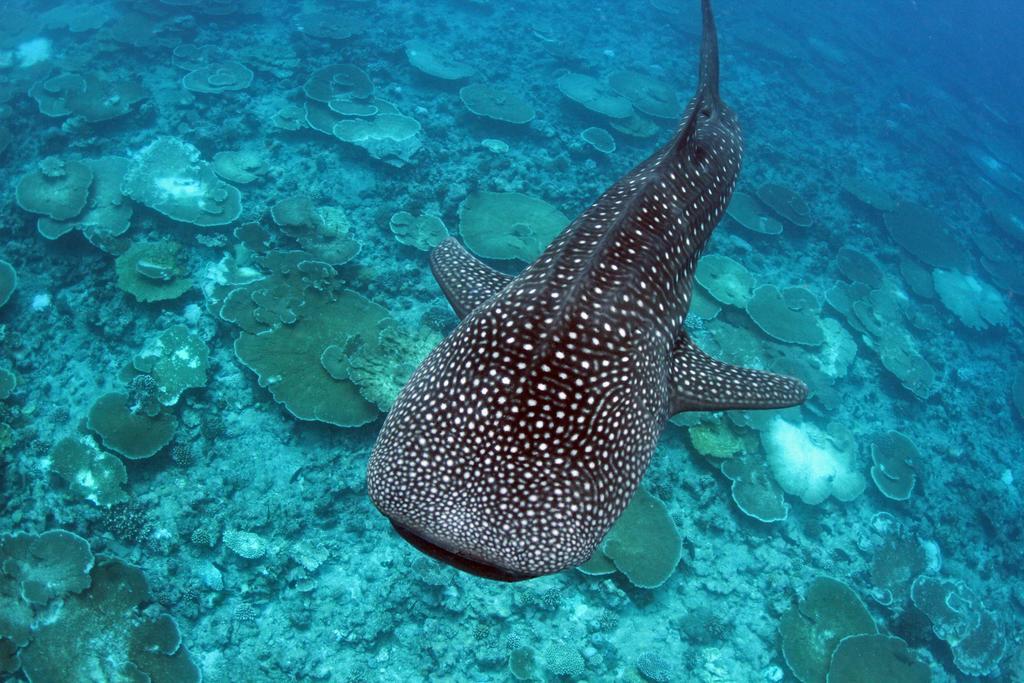 Whale Shark Inn Maamigili Island Exterior photo