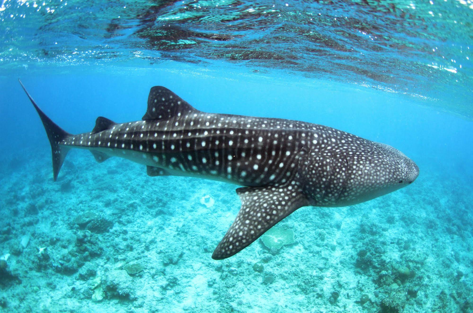Whale Shark Inn Maamigili Island Exterior photo